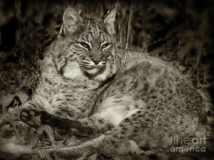 Bobcat in Black and White Photograph by Karen Adams