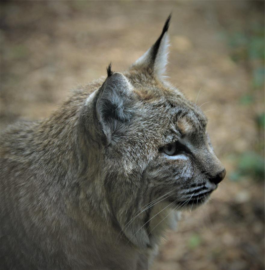 Bobcat in Profile Photograph by Kathy Kelly