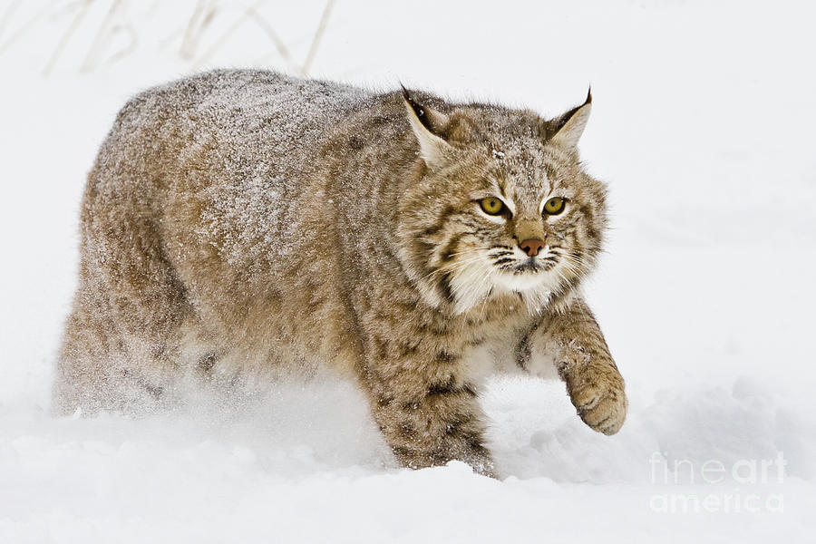 Bobcat in Snow Photograph by Jerry Fornarotto