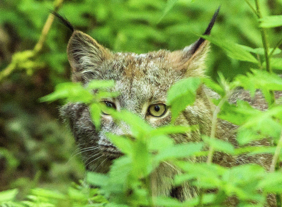 Bobcat in the bushes Photograph by Timothy Anable