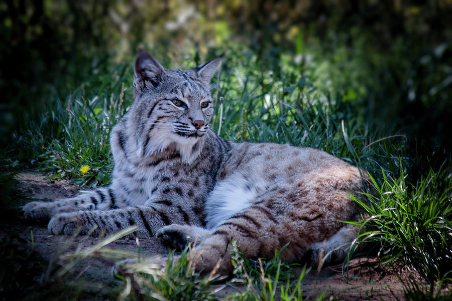 Nature Photograph - Bobcat in the Grass by Teresa Wilson