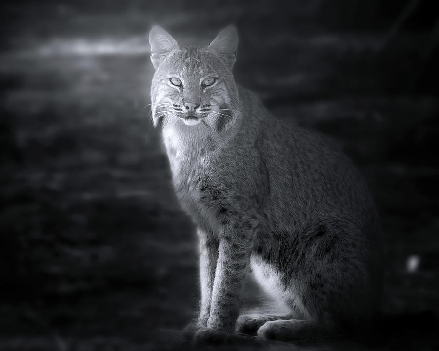 Wildlife Photograph - Bobcat in the Mist by Mark Andrew Thomas