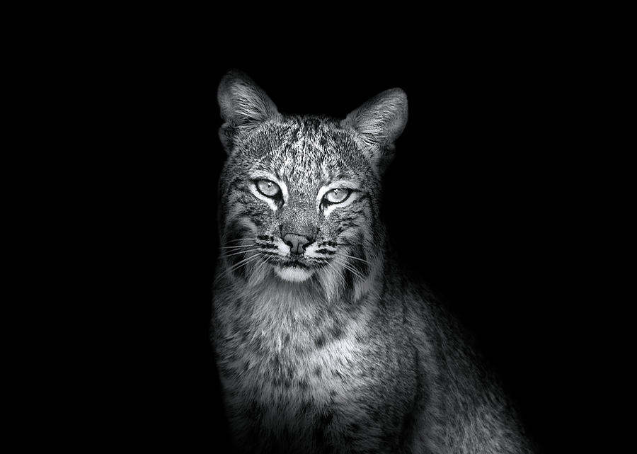 Bobcat in the Wild Photograph by Mark Andrew Thomas