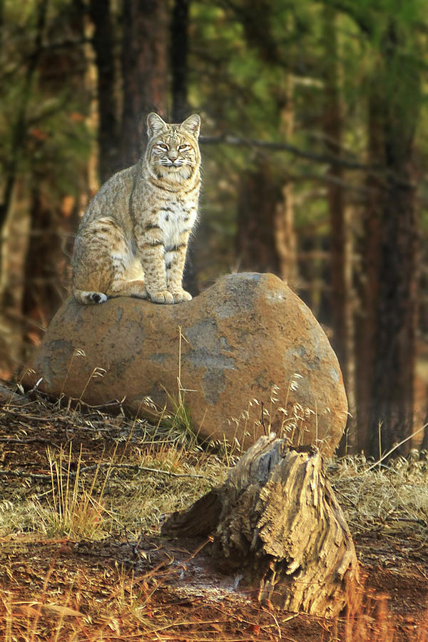 Wildlife Photograph - Bobcat In The Woods by James Eddy