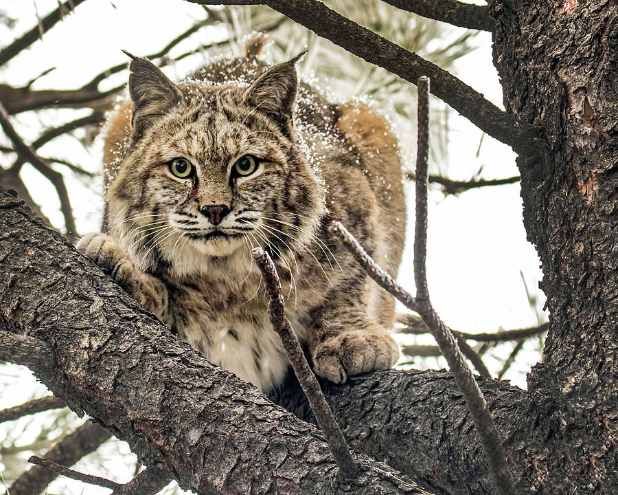 Bobcat in Winter Photograph by Dawn Key