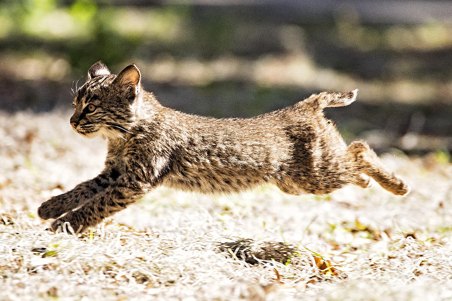 Bobcat Kitten on the Run Photograph by Michael White