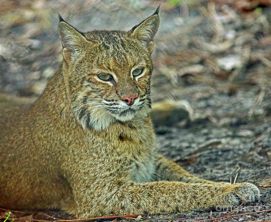 Bobcat Photograph by Larry Nieland