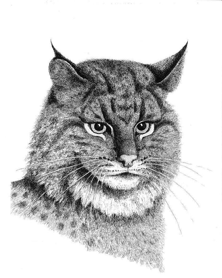 Cat Painting - Bobcat by Lee Pantas Cat Painting - Bobcat by Lee Pantas