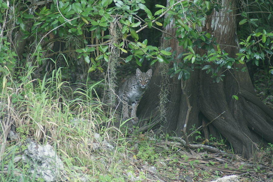 Bobcat in the Everglades Photograph by Lindsey Floyd