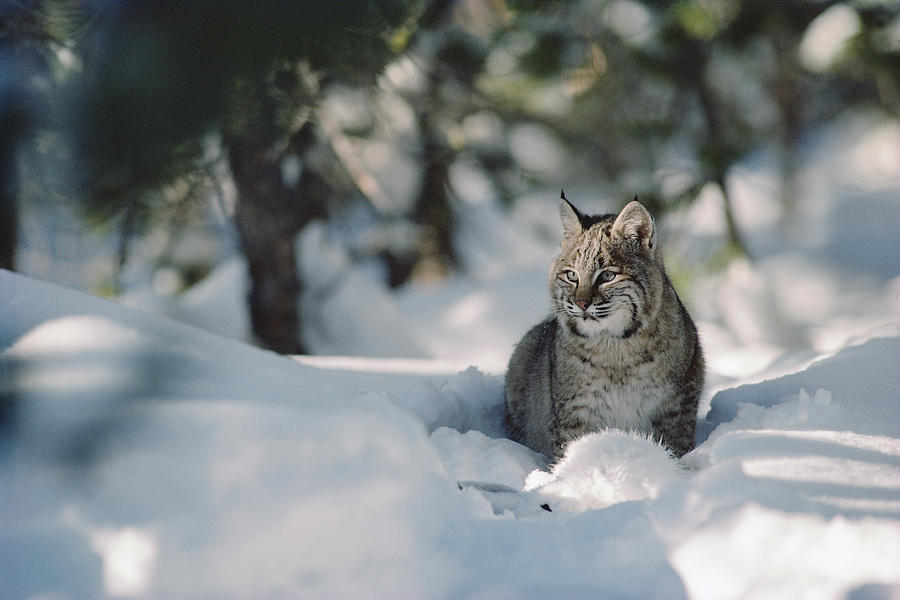 Bobcat Lynx Rufus Adult Resting In Snow Photograph by Michael Quinton