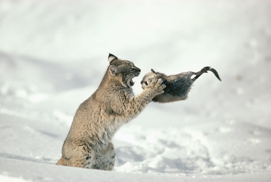 Bobcat Lynx Rufus Capturing Muskrat Photograph by Michael Quinton