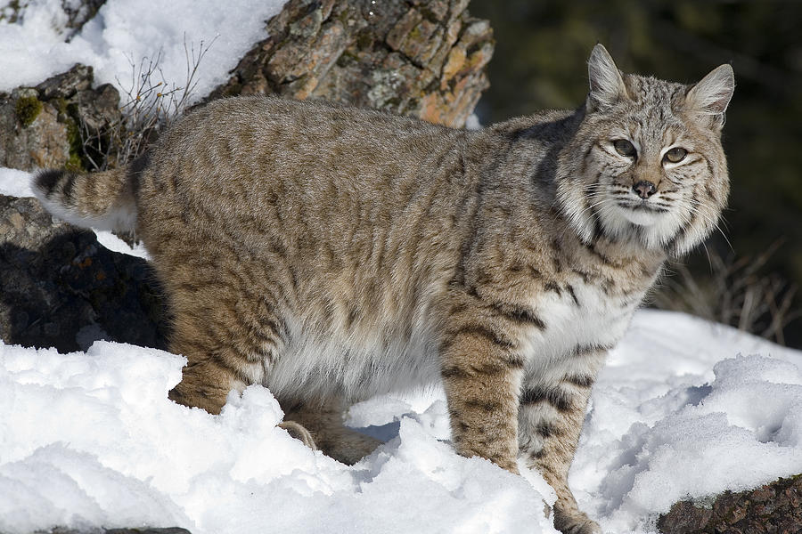 Bobcat Lynx Rufus In The Snow Photograph by Matthias Breiter