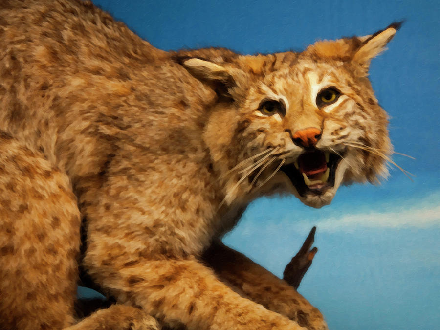 Animal Digital Art - Bobcat on a branch by Flees Photos