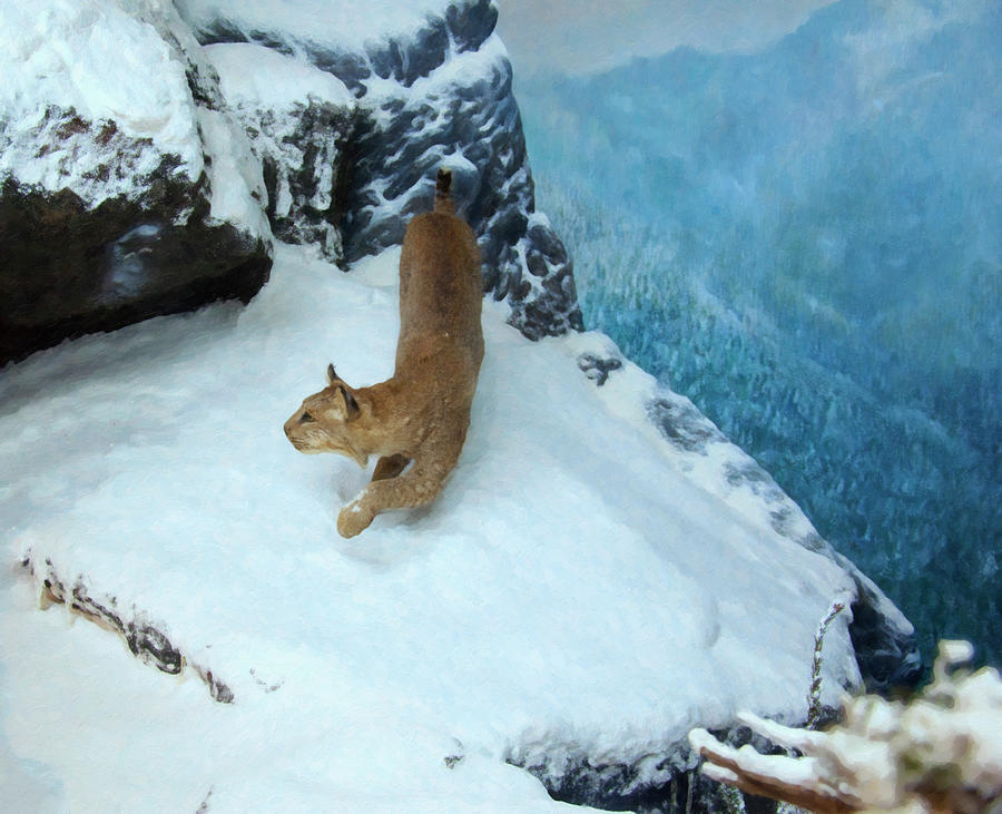 Winter Digital Art - Bobcat on a mountain ledge by Flees Photos