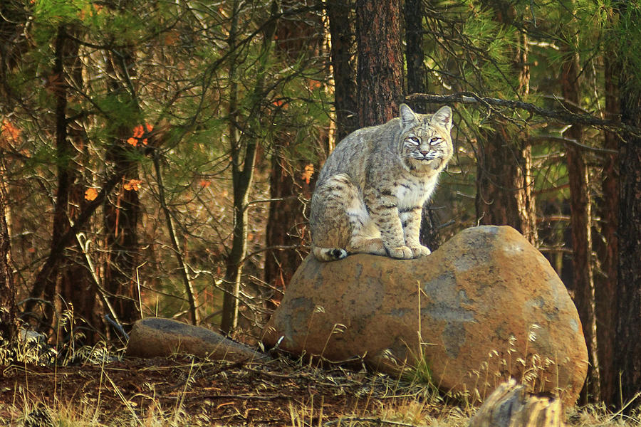 Wildlife Photograph - Bobcat On A Rock by James Eddy