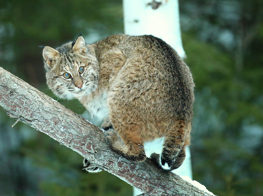 Bobcat on a Tree Photograph by Duane Cross