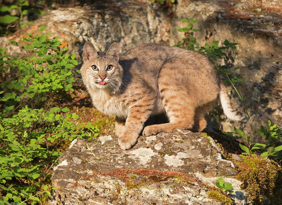 Bobcat on rock with tongue out Photograph by Jack Nevitt