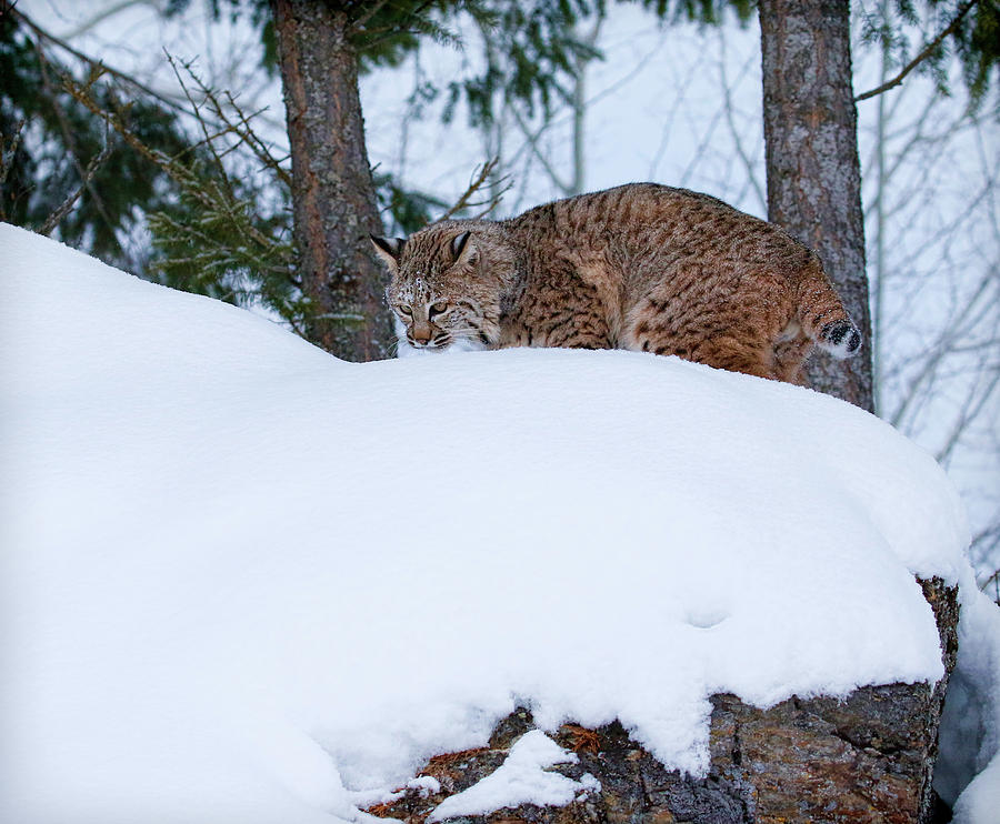 Bobcat on Snow Hill Photograph by Steve McKinzie