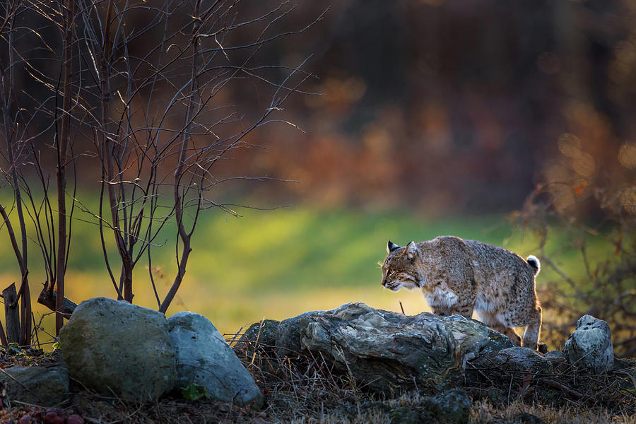 Bobcat on the Hunt Photograph by Bill Wakeley