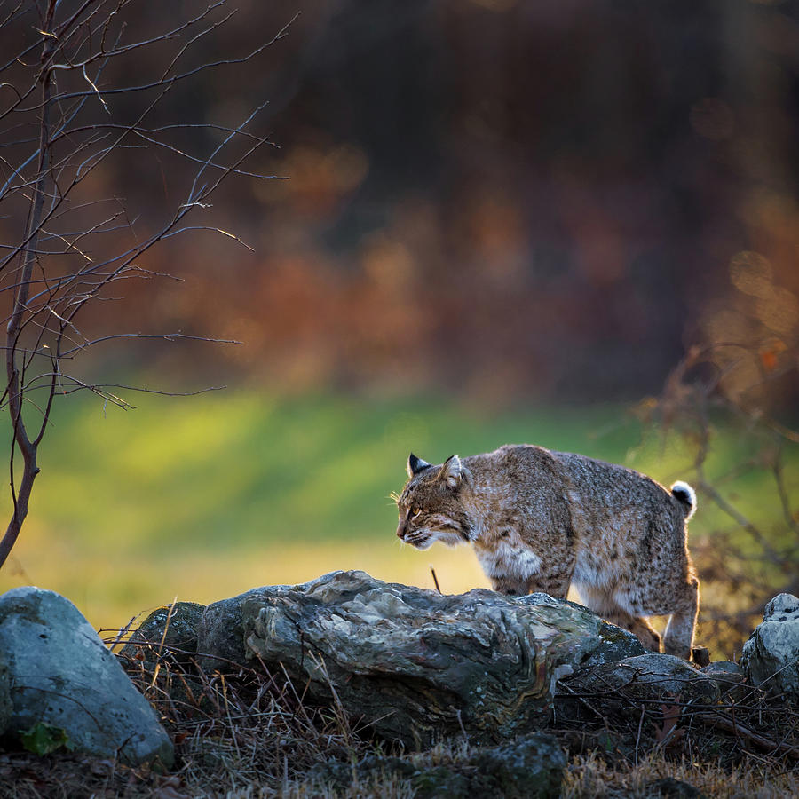 Bobcat on the Hunt Square Photograph by Bill Wakeley