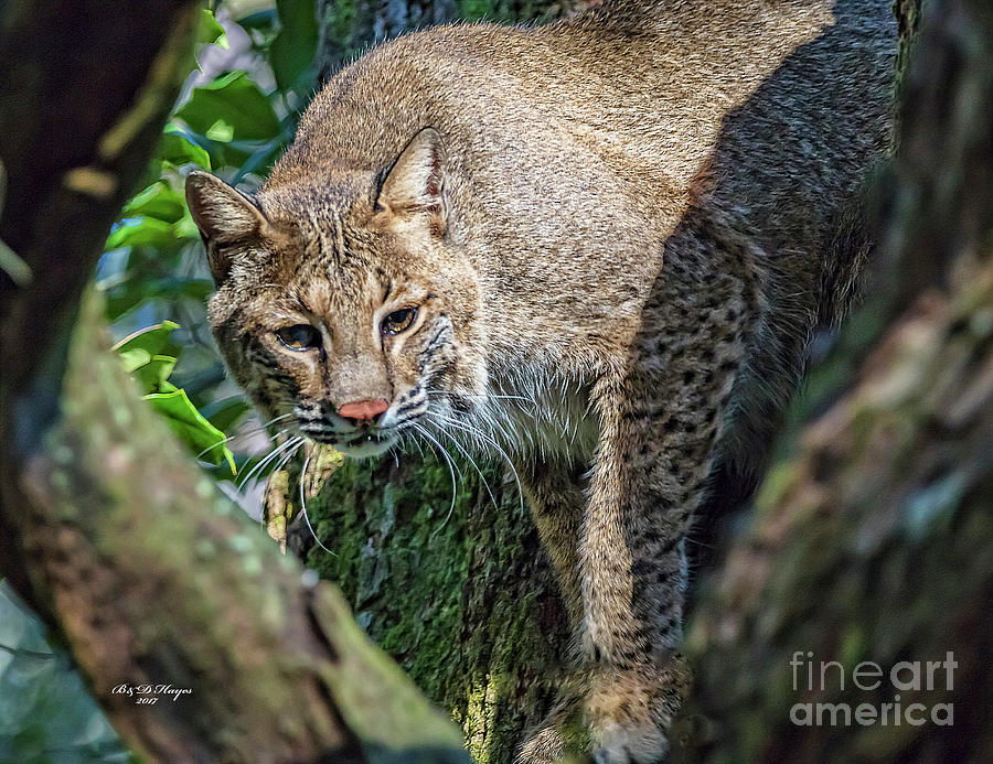 Bobcat On The Prowl  Photograph by DB Hayes