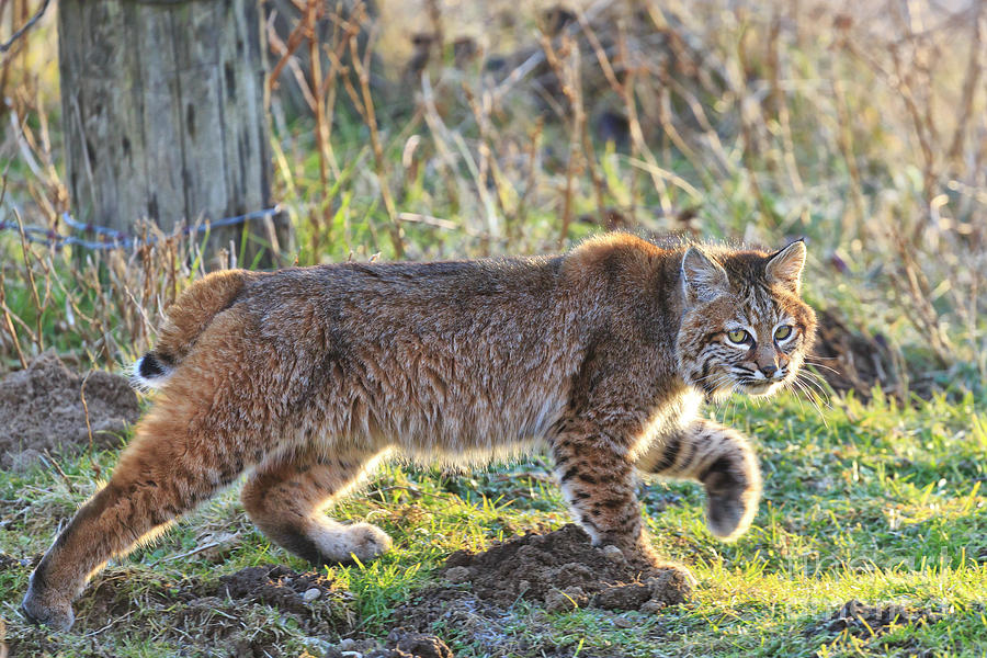 Bobcat on the prowl in Boonton, report says 