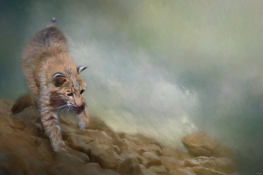 Bobcat On The Rocks Painting by Jai Johnson