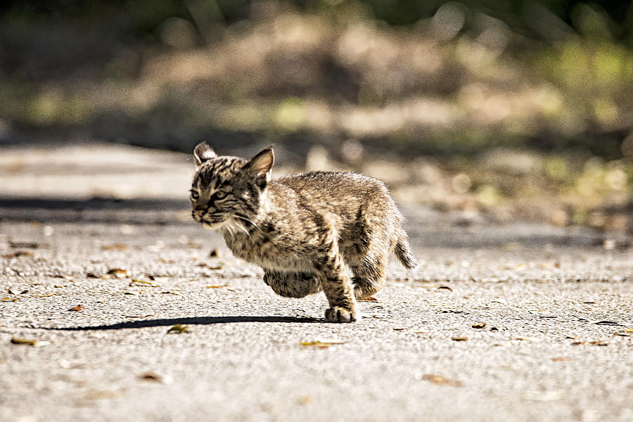 Bobcat on the Run Photograph by Michael White