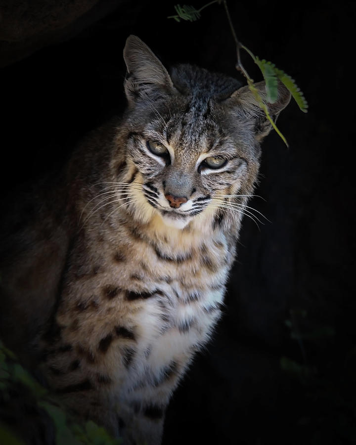 Bobcat Overlook Photograph by Elaine Malott