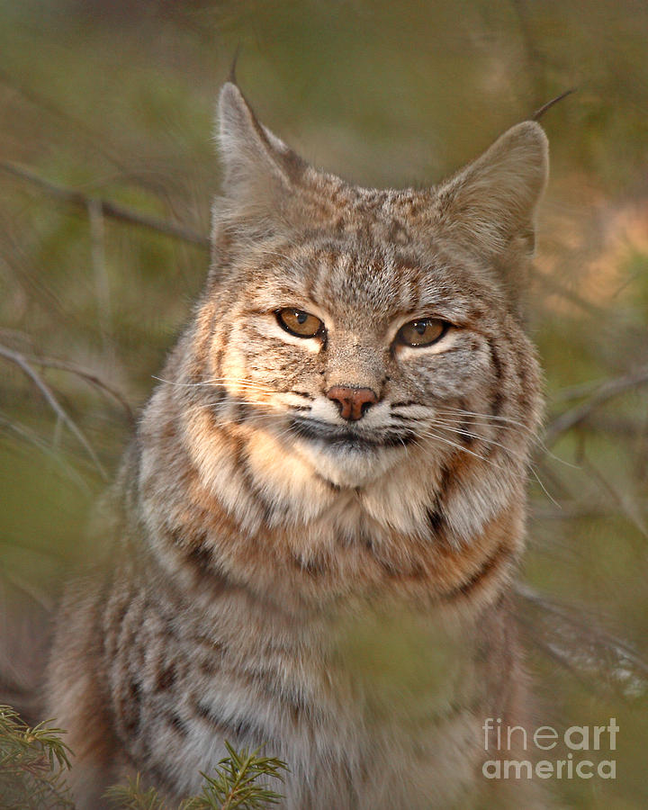 Bobcat Portrait Surrounded By Pine Photograph by Max Allen