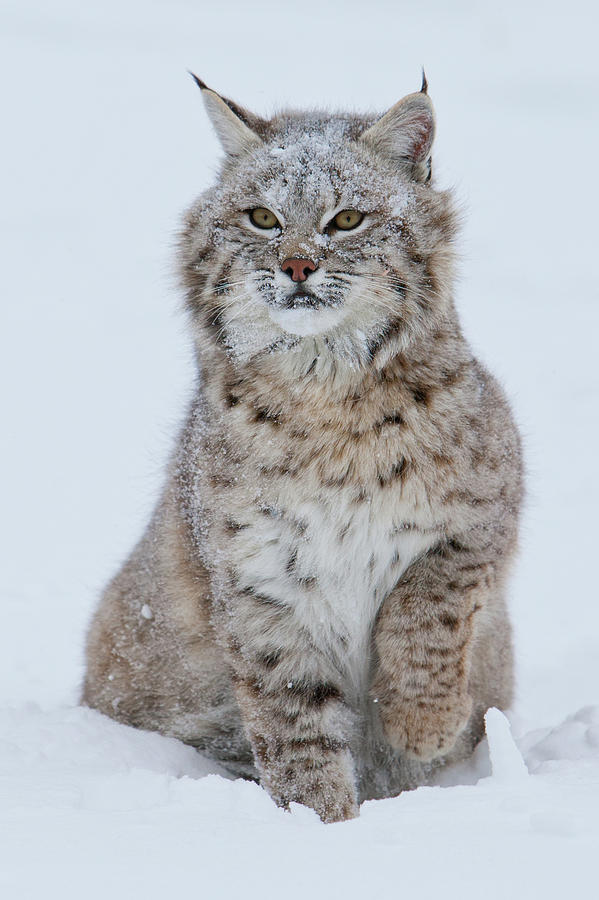 Bobcat Profile Photograph by Jerry Fornarotto