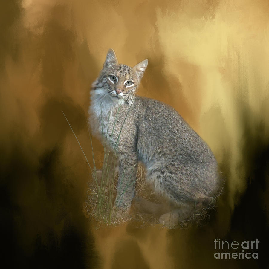 Nature Photograph - Bobcat by Renee Trenholm