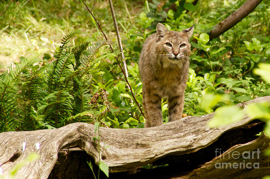 Bobcat Photograph by Sean Griffin
