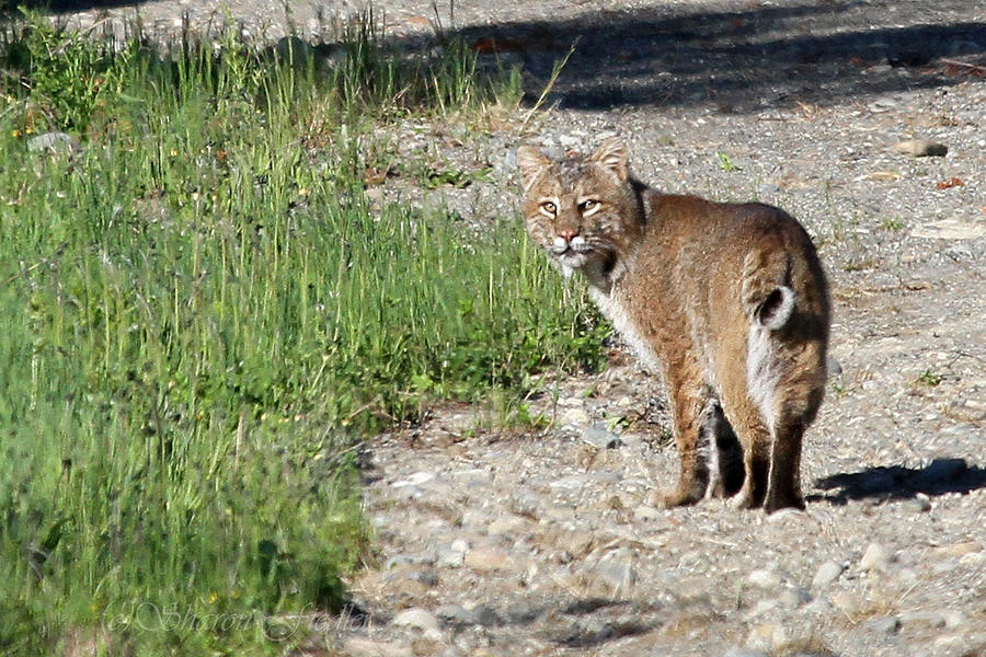 Bobcat Photograph By Sharon Fiedler - Fine Art America