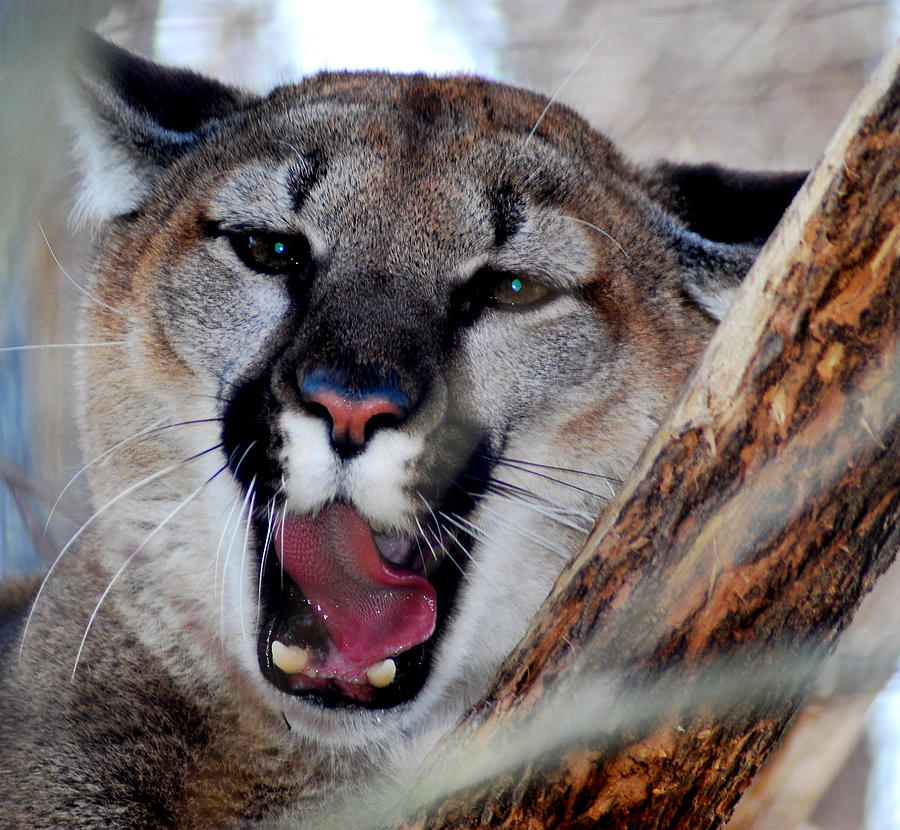 Bobcat Snarl Photograph by Carol Christopher - Fine Art America