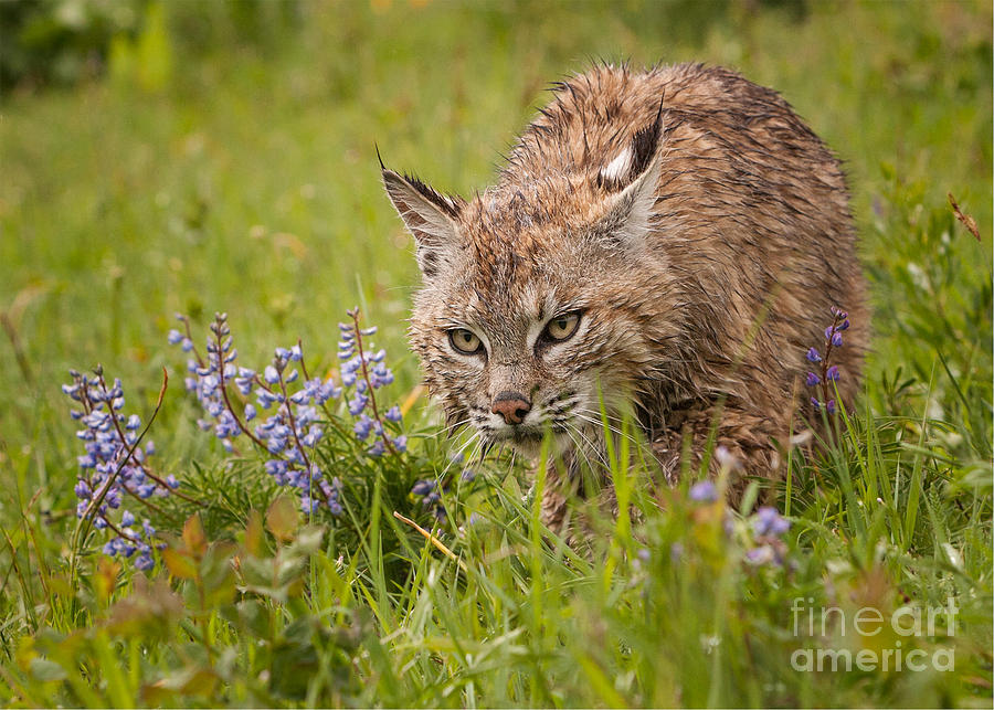 Bobcat Stalking Photograph by Jerry Fornarotto