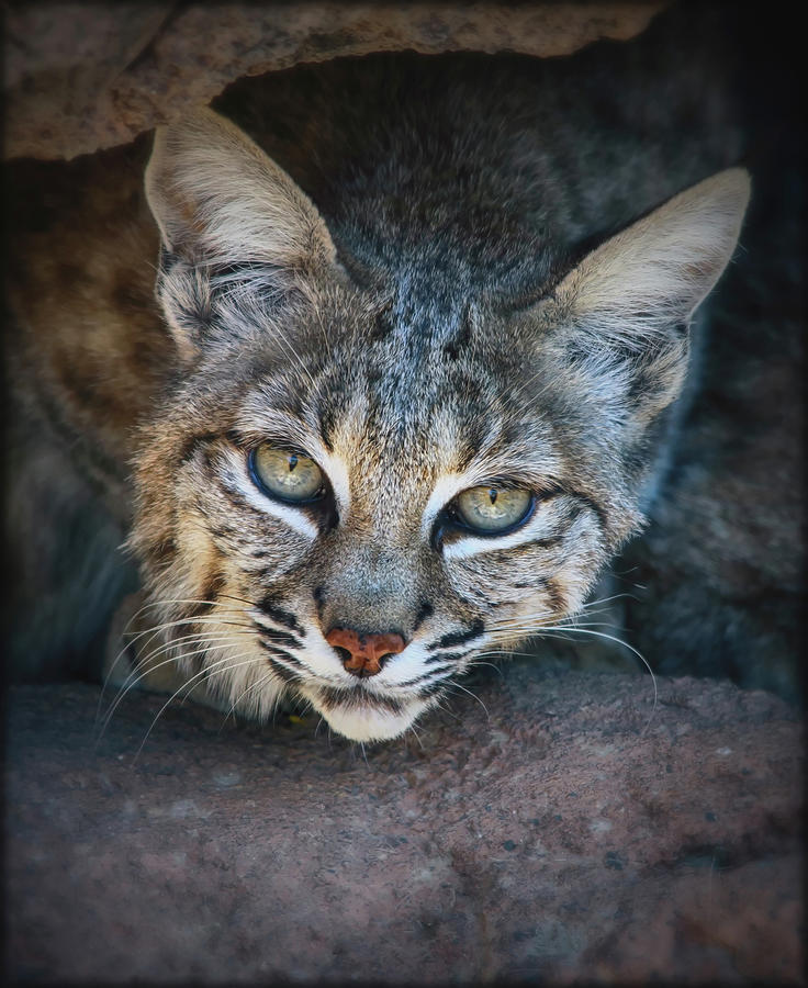Bobcat Stare Photograph by Elaine Malott