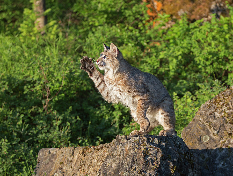Bobcat swatting something Photograph by Jack Nevitt
