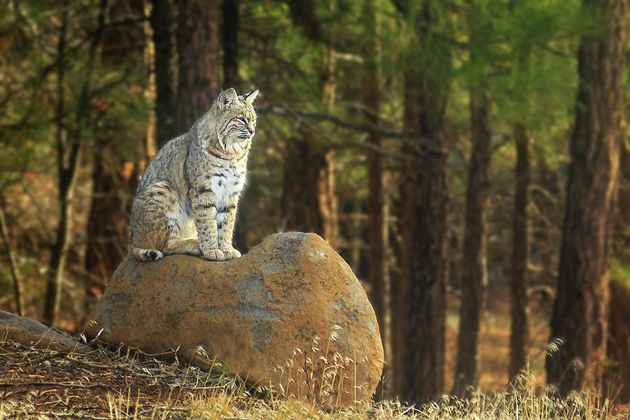 Bobcat Thoughts Photograph by James Eddy