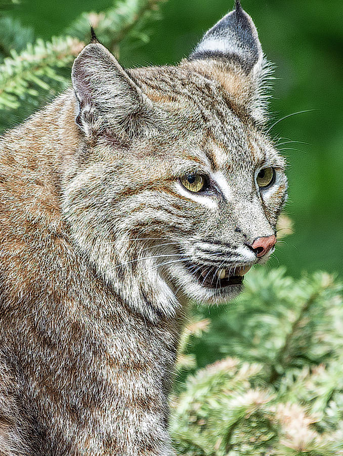 Bobcat Photograph by Timothy Anable