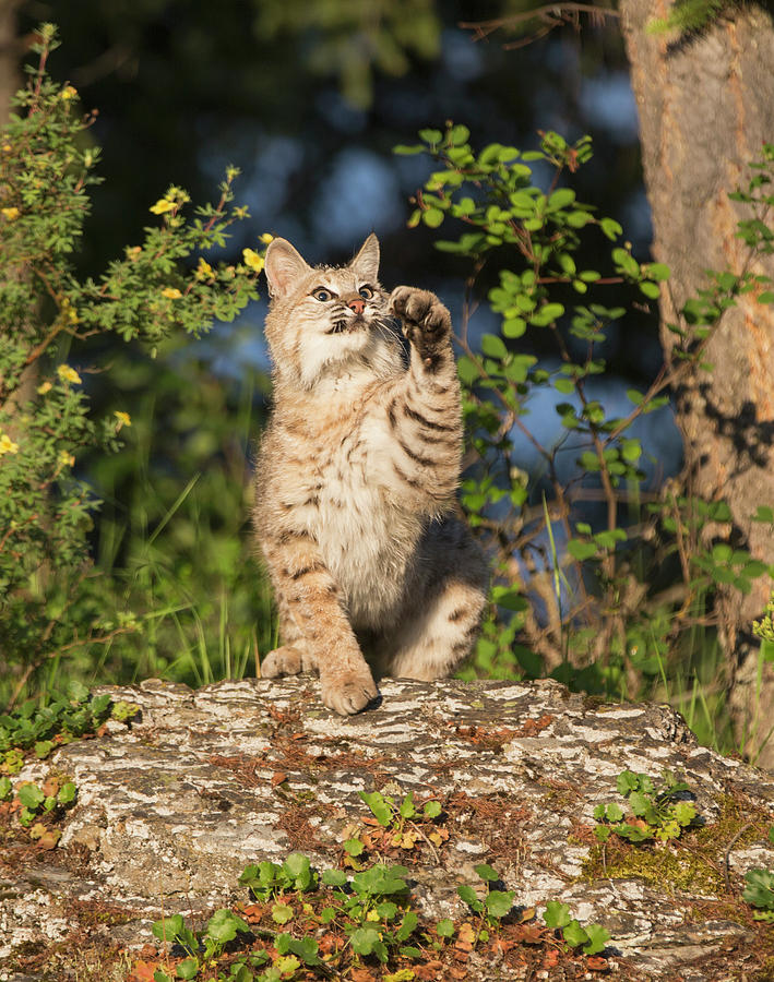 Bobcat Vertical with paw in air Photograph by Jack Nevitt