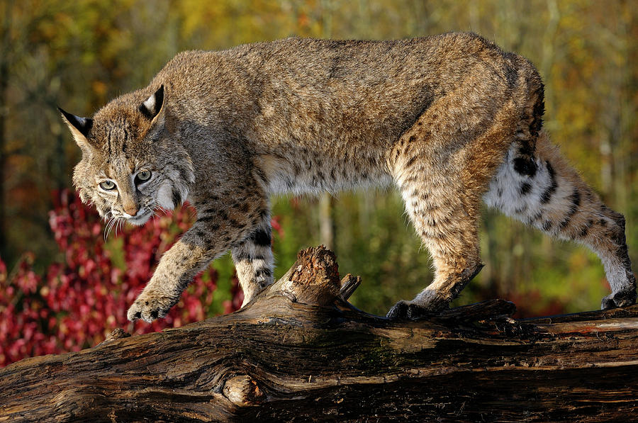 Bobcat walking along a fallen tree trunk with red maple leaves i ...