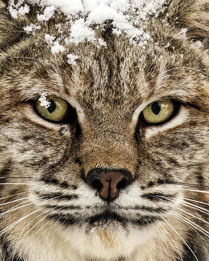 Bobcat Whiskers Photograph by Dawn Key