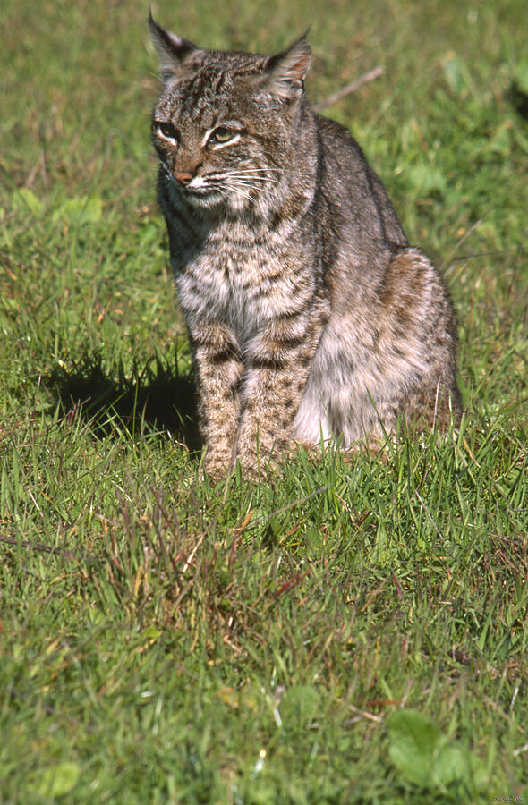 Bobcat - Wildcat Beach Photograph by Soli Deo Gloria Wilderness And ...