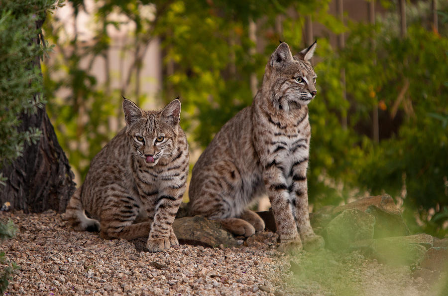 Bobcats Photograph By Dennis Eckel Fine Art America 3846