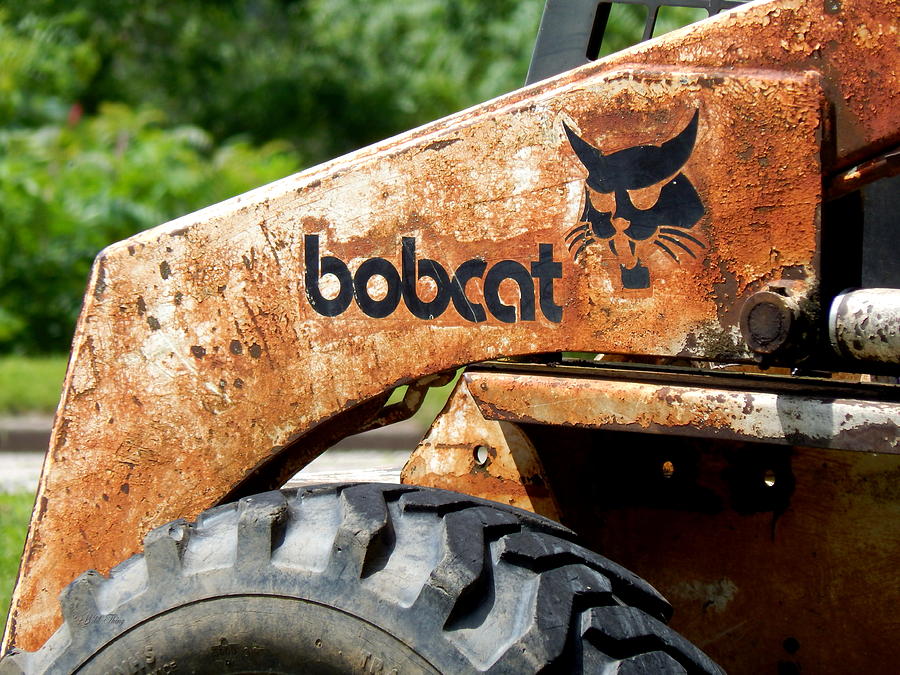 REDUCED Bobcats Strut Photograph by Wild Thing
