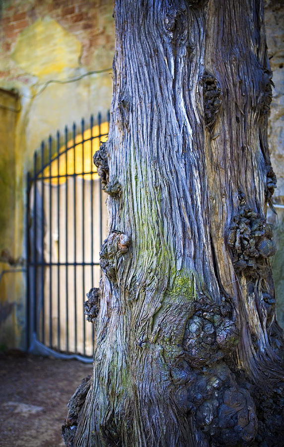 Boboli Garden Ancient Tree Photograph by Marilyn Hunt