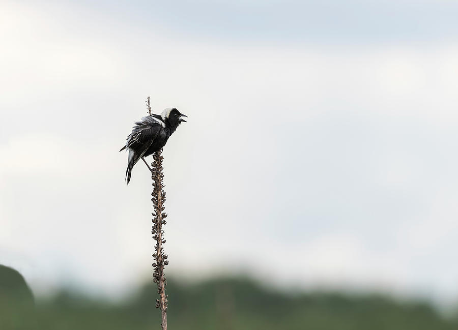 Bobolink 2017-1 Photograph by Thomas Young