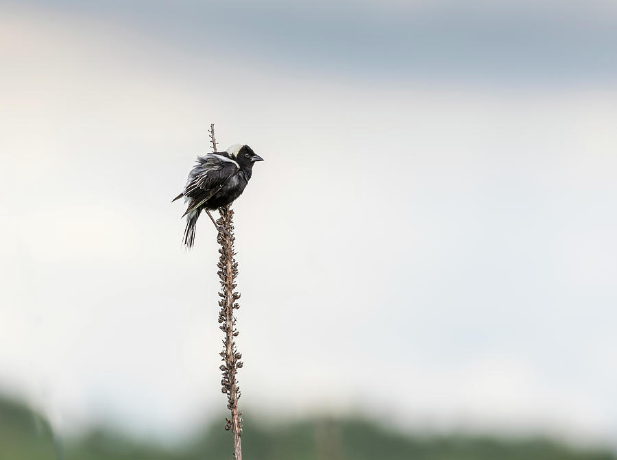 Bobolink 2017-3 Photograph by Thomas Young