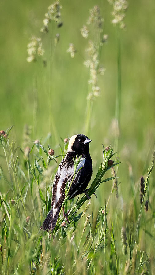 Summer Photograph - Bobolink at Home by Bill Wakeley